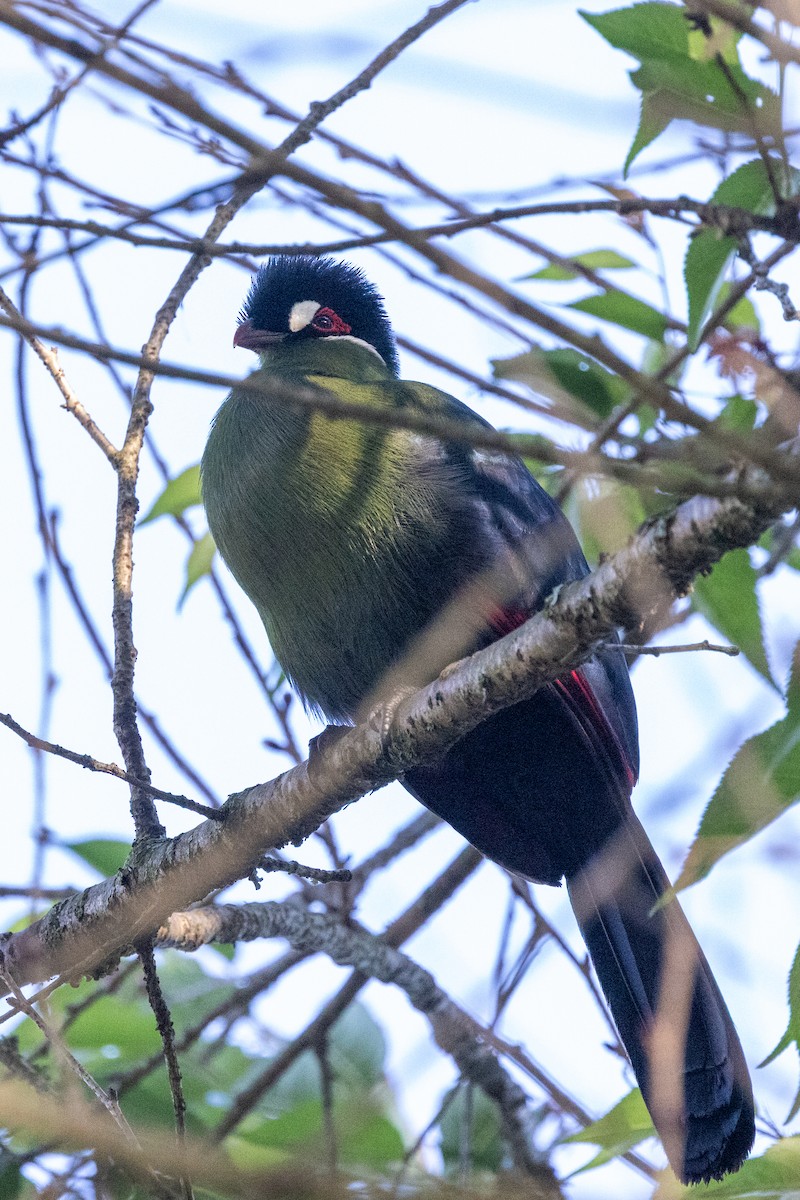 Hartlaub's Turaco - ML638541772