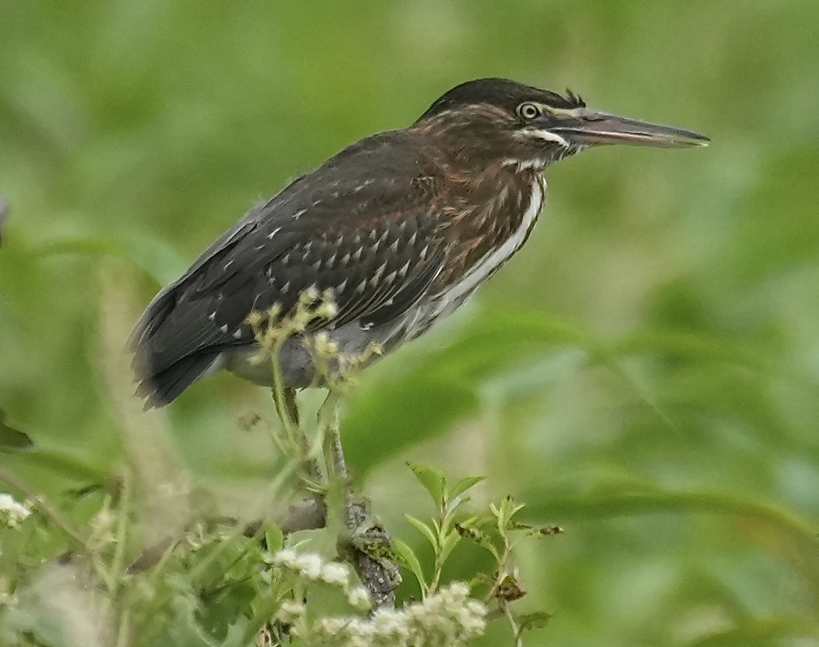ササゴイ - ML638541792