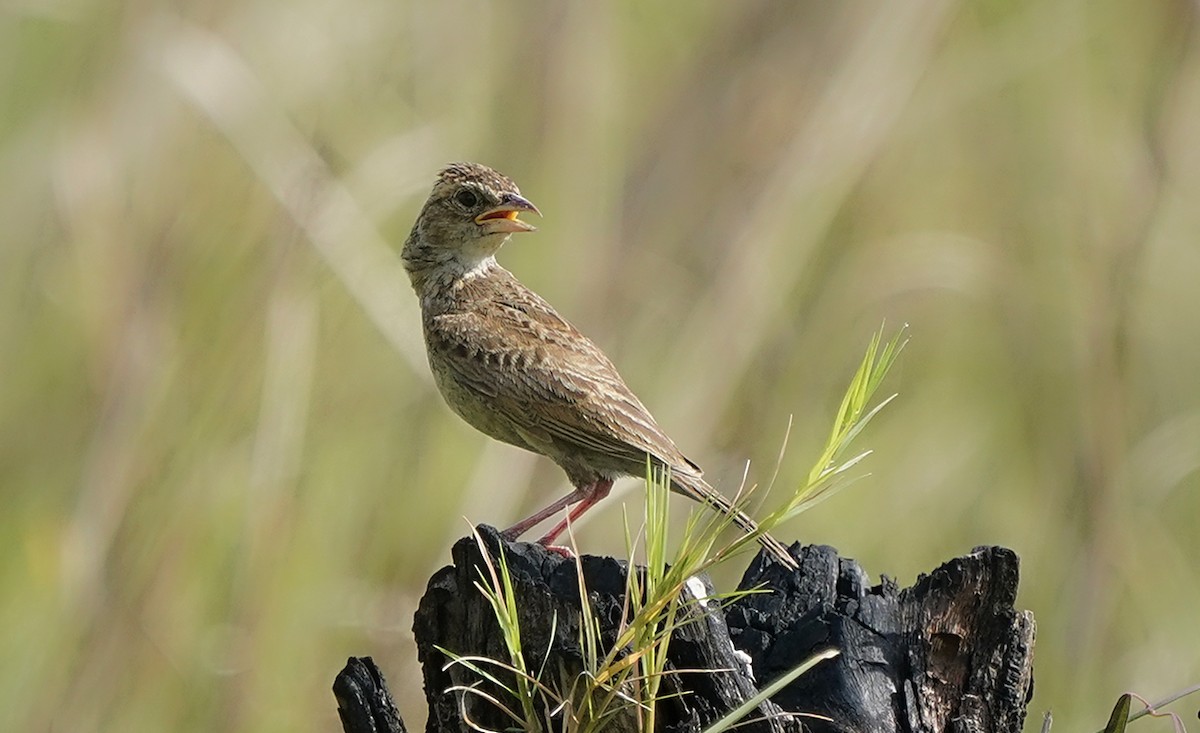 Singing Bushlark - ML638541852