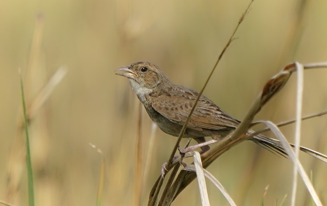 Singing Bushlark - ML638541853
