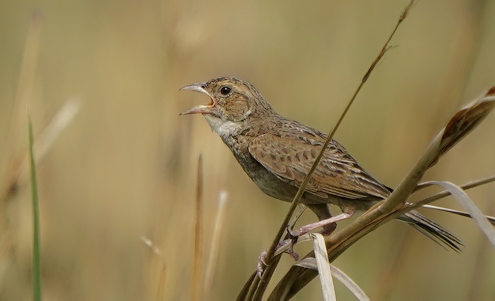 Singing Bushlark - ML638541854