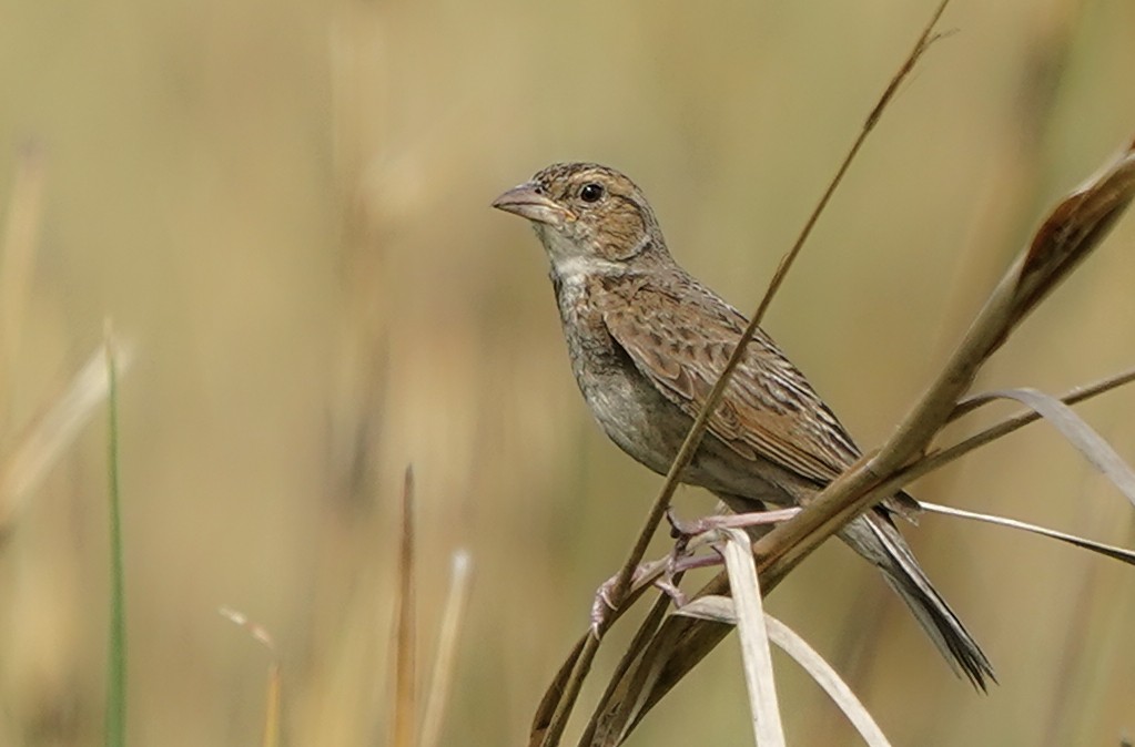 Singing Bushlark - ML638541855