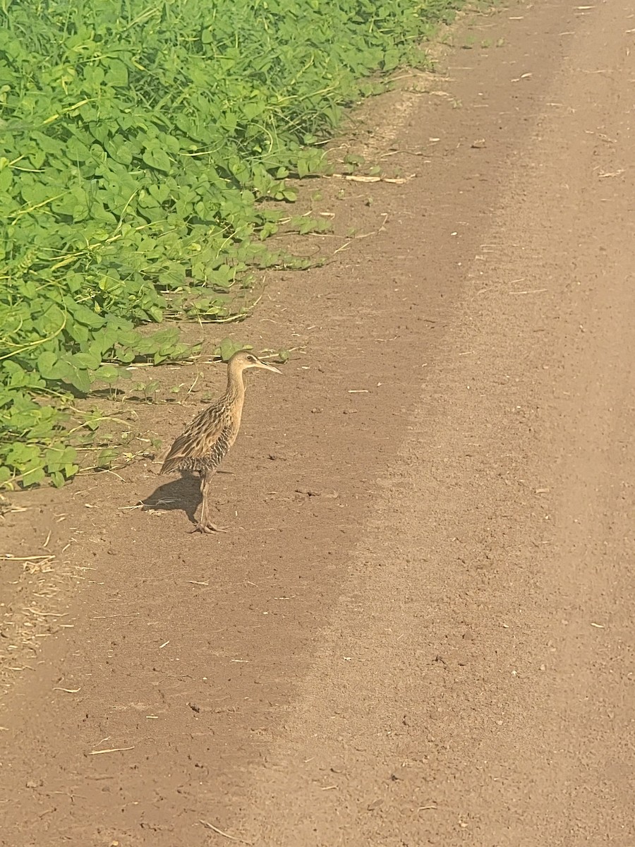 King Rail - ML638541857