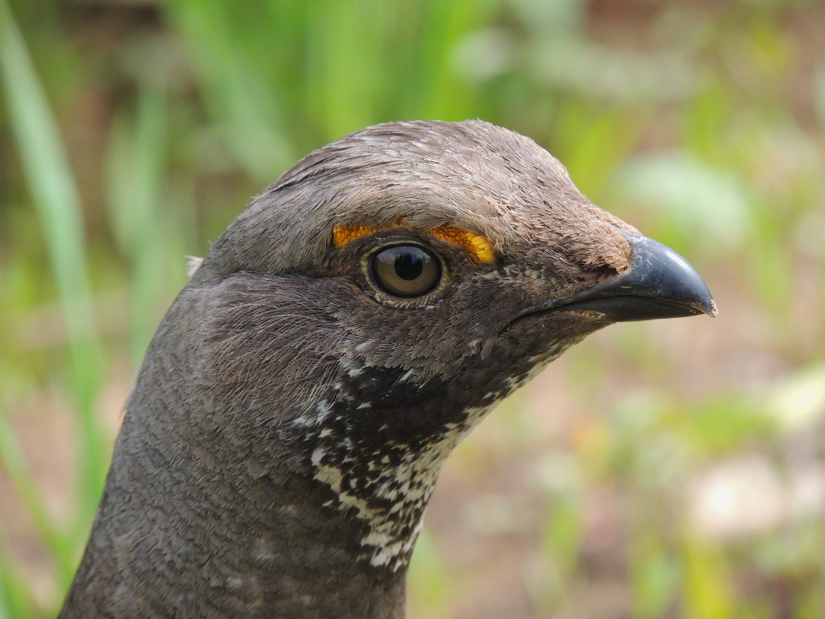 Dusky Grouse - ML638541863