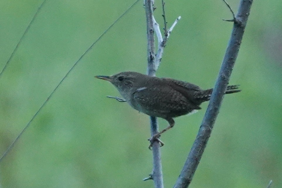Northern House Wren - ML638541878