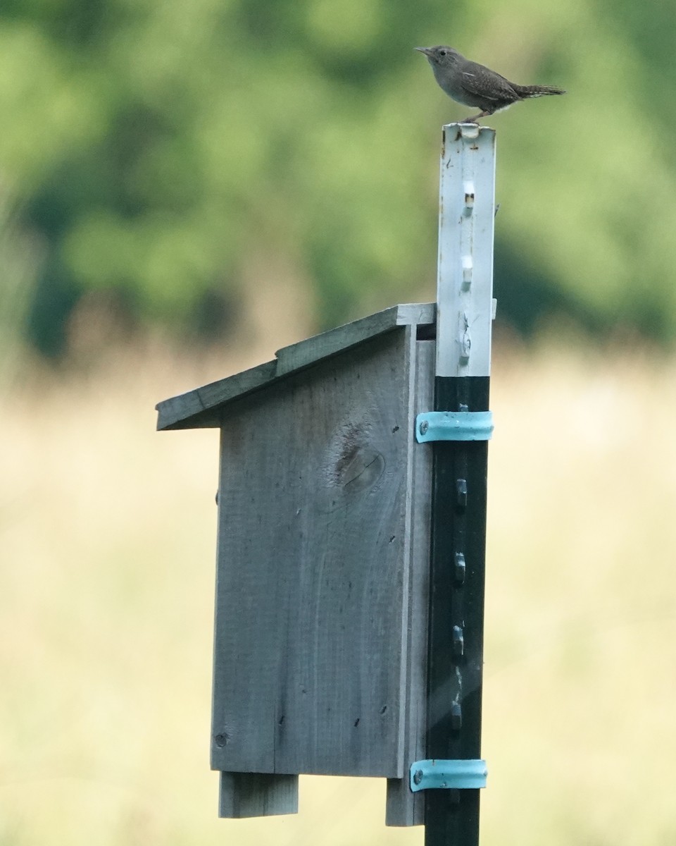 Northern House Wren - ML638541879