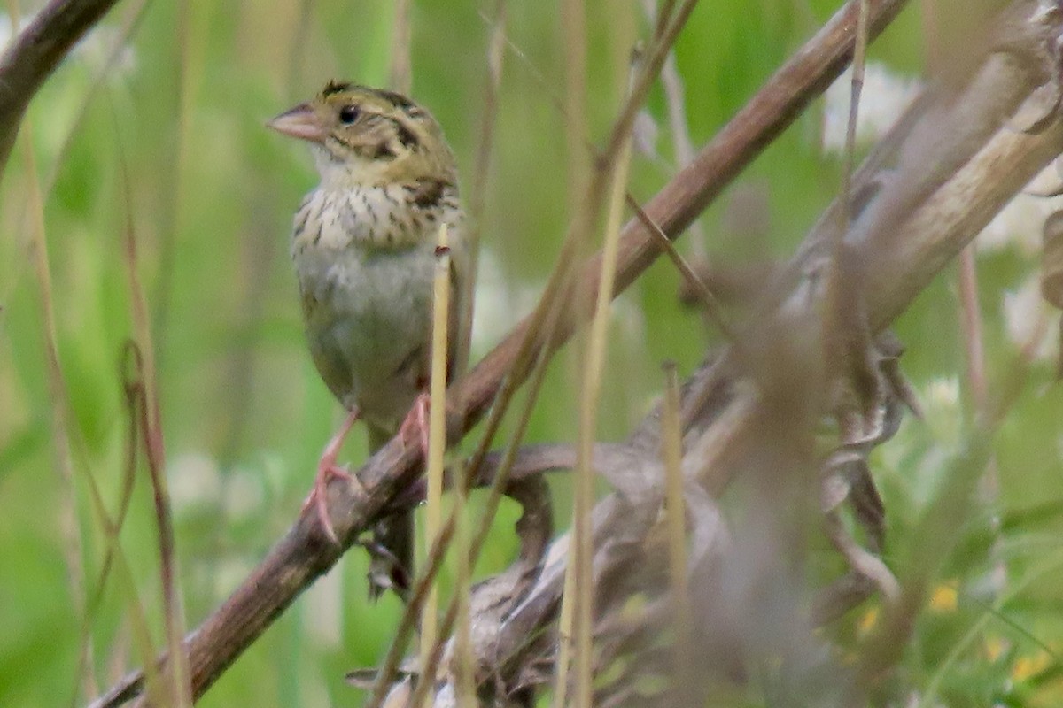 Henslow's Sparrow - ML638541880