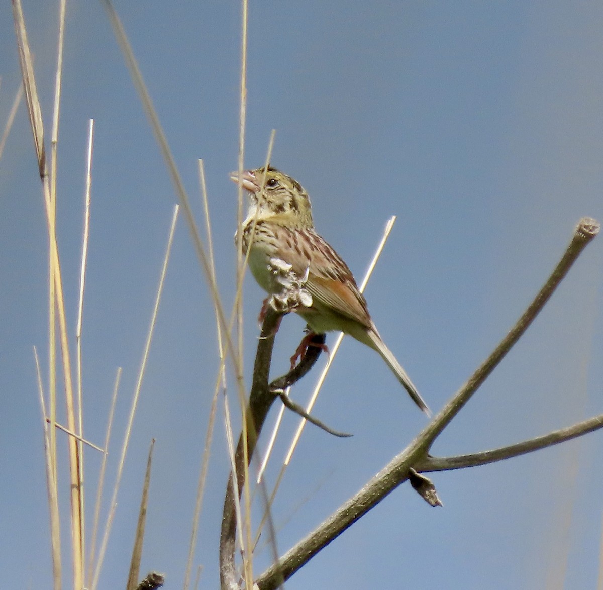 Henslow's Sparrow - ML638541881