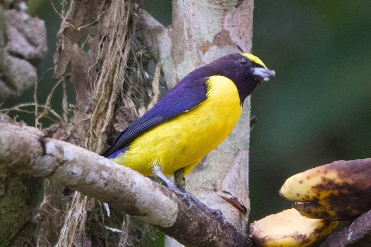 Purple-throated Euphonia - ML638541882