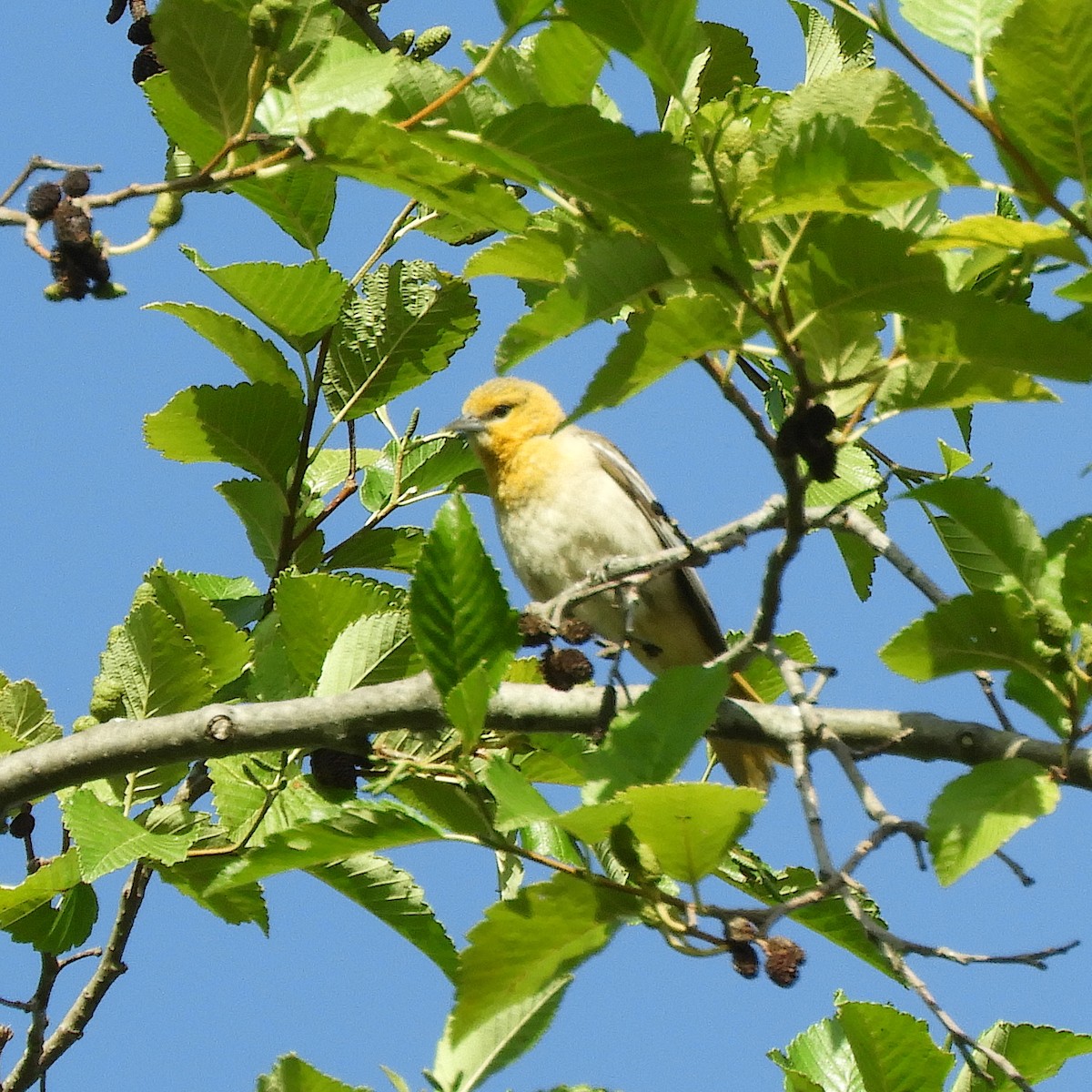 Bullock's Oriole - ML638541883