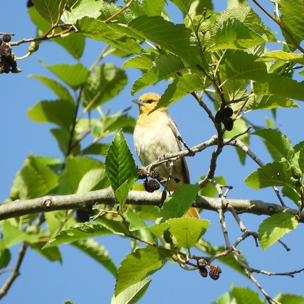 Bullock's Oriole - ML638541886