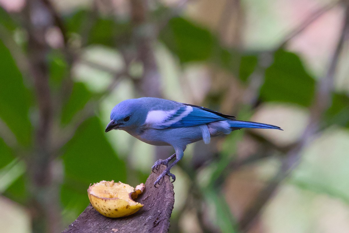 Blue-gray Tanager (White-edged) - ML638541891