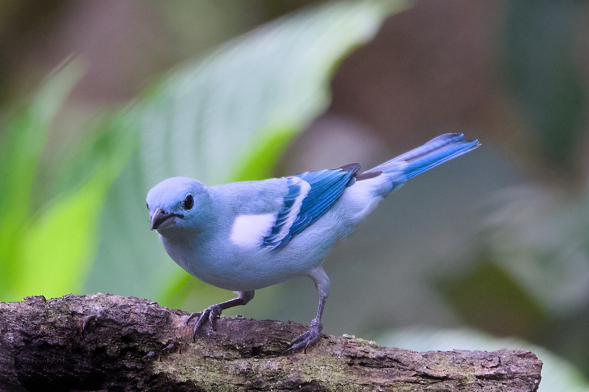 Blue-gray Tanager (White-edged) - ML638541892