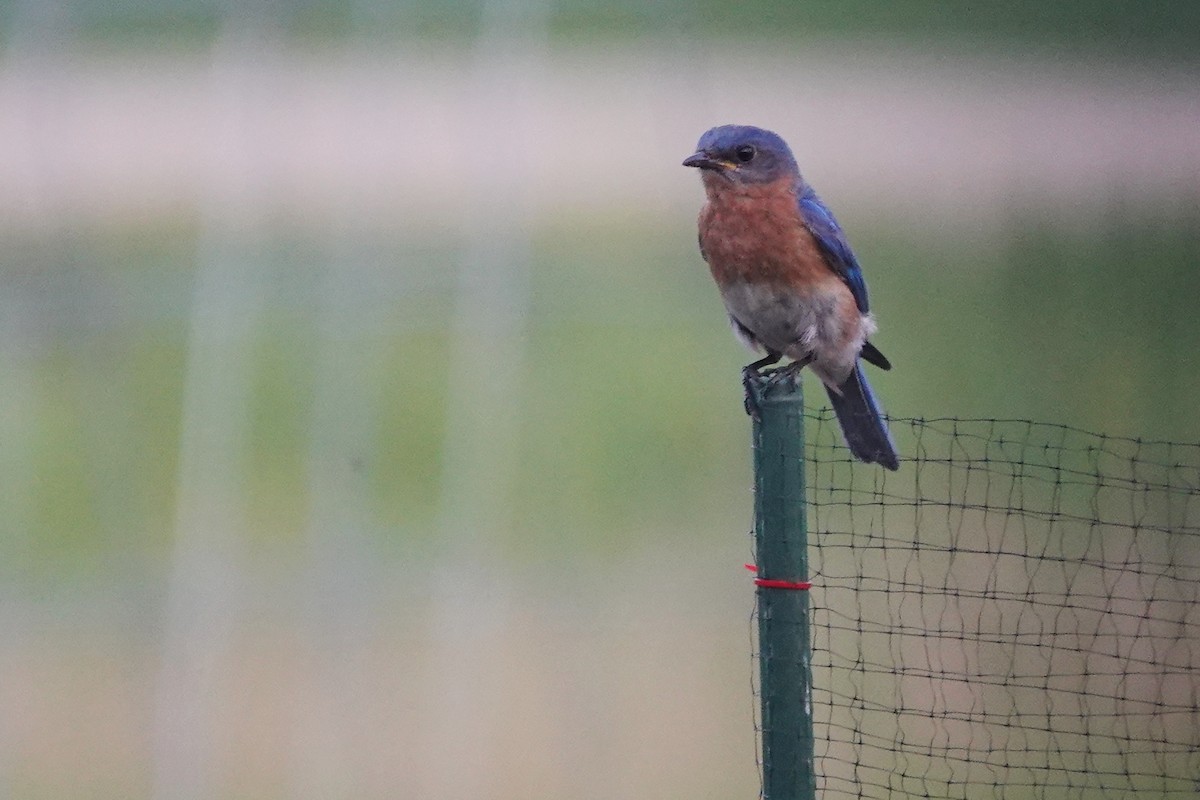 Eastern Bluebird - ML638541893