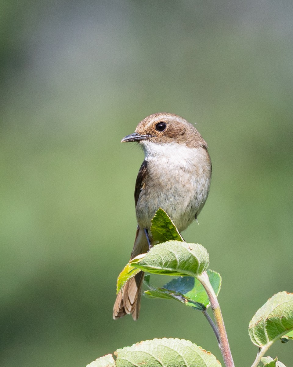 Gray Bushchat - ML638541899