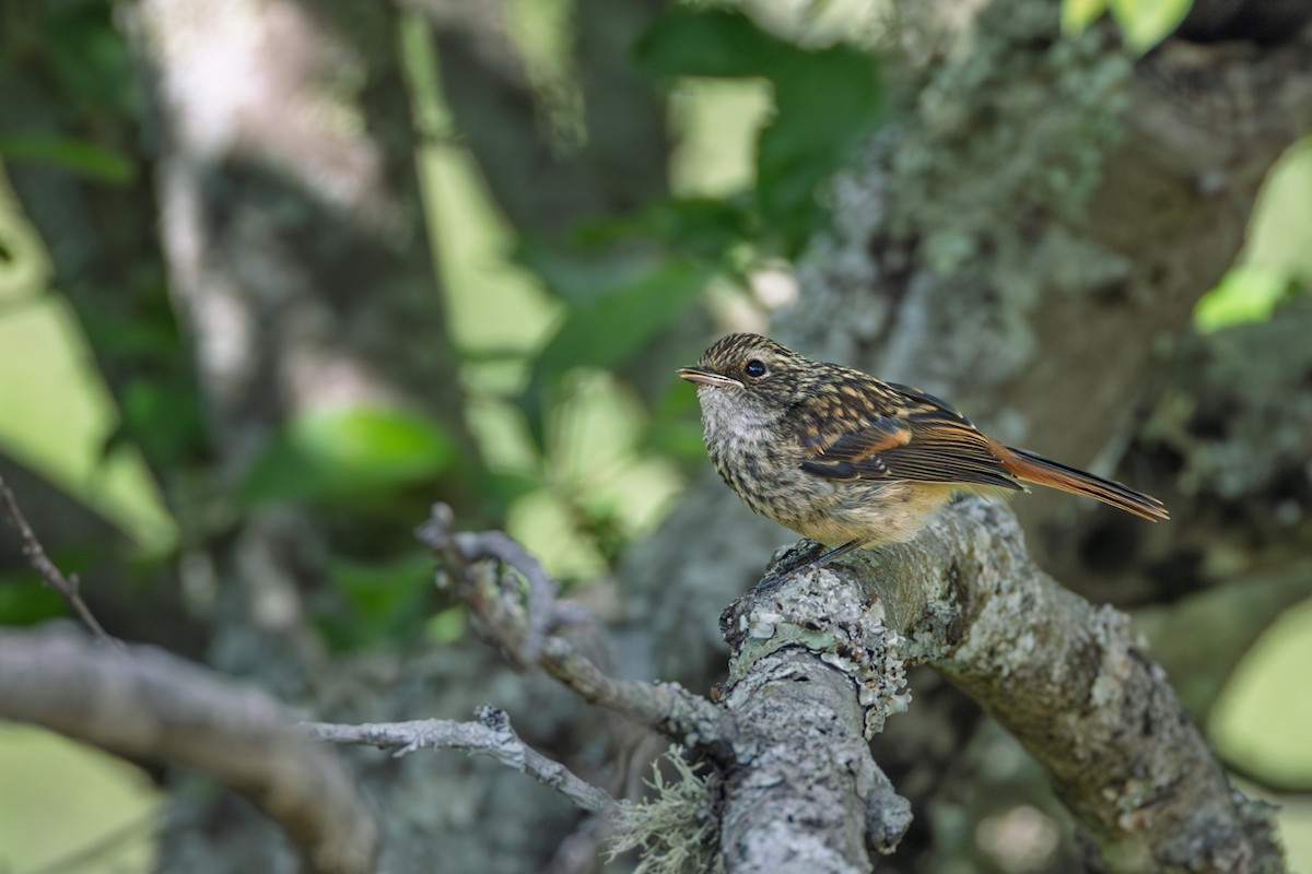 Gray Bushchat - ML638541900
