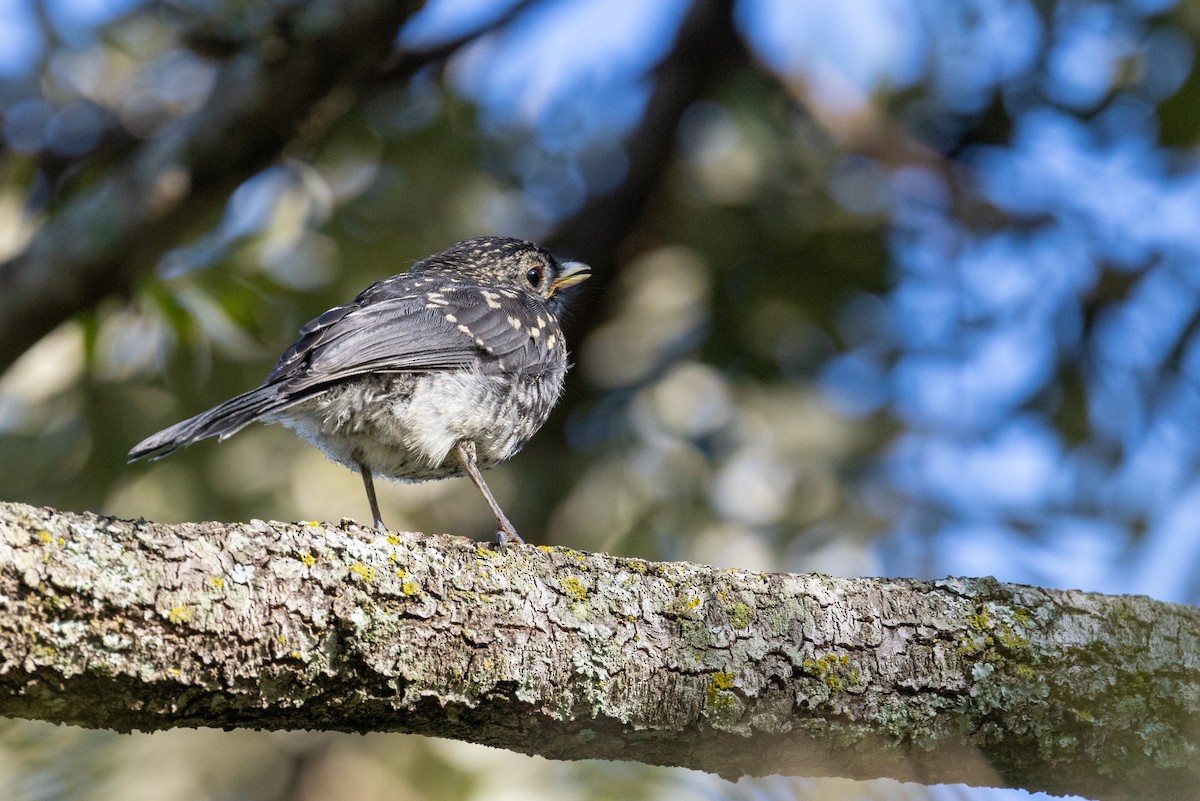 White-eyed Slaty-Flycatcher - ML638541903