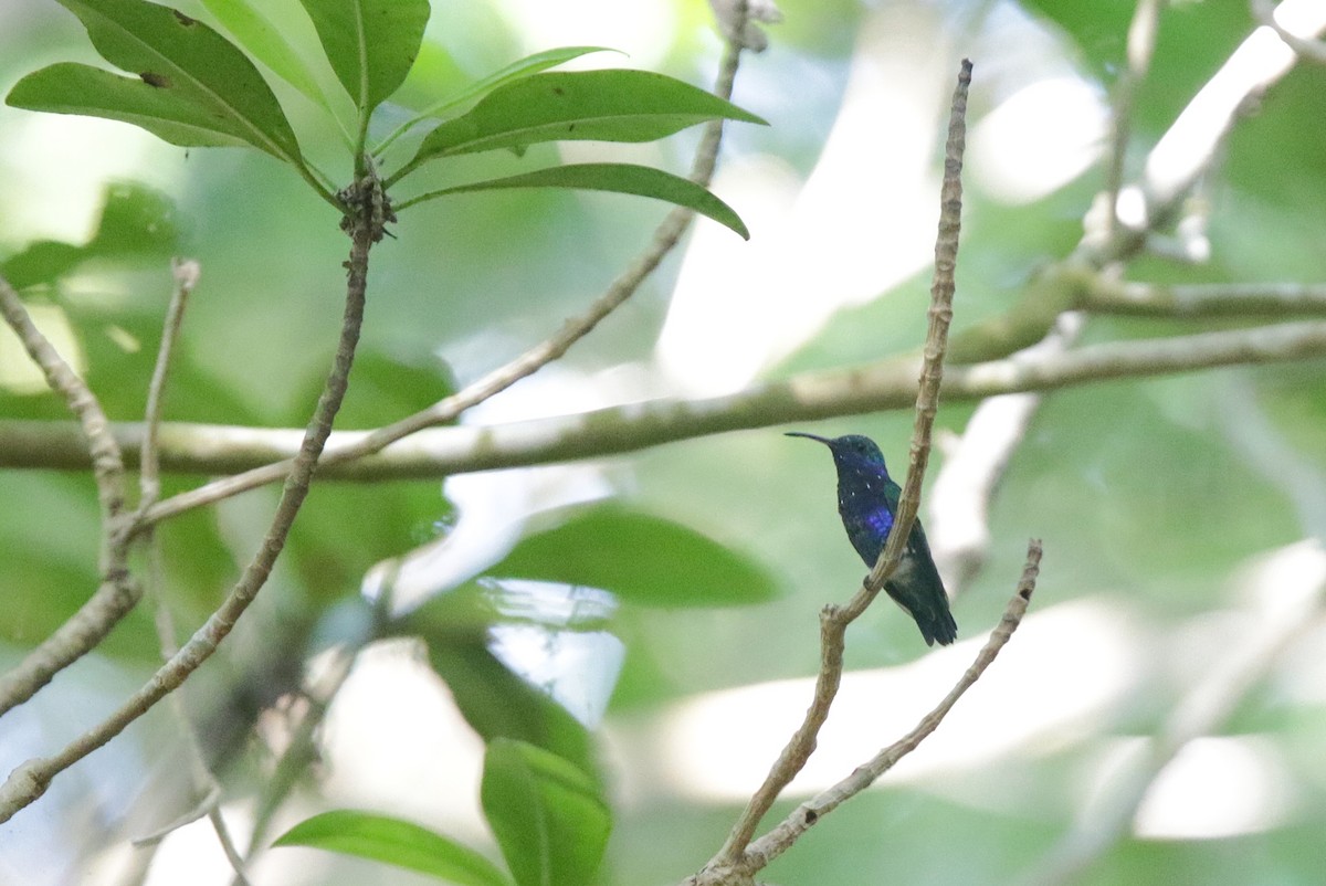 Sapphire-bellied Hummingbird - ML638541905