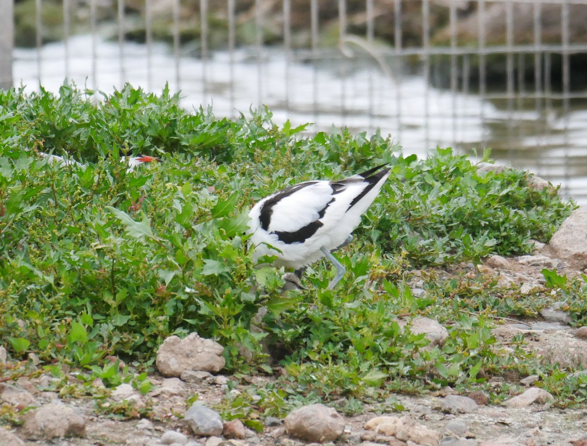 Pied Avocet - ML638541916