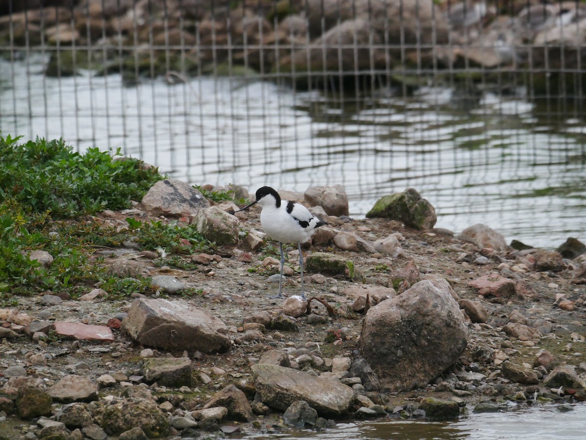 Pied Avocet - ML638541918
