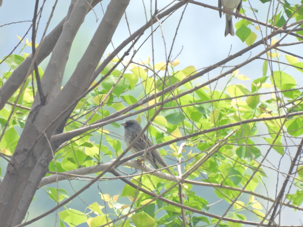 Black-faced Bunting - ML638541927
