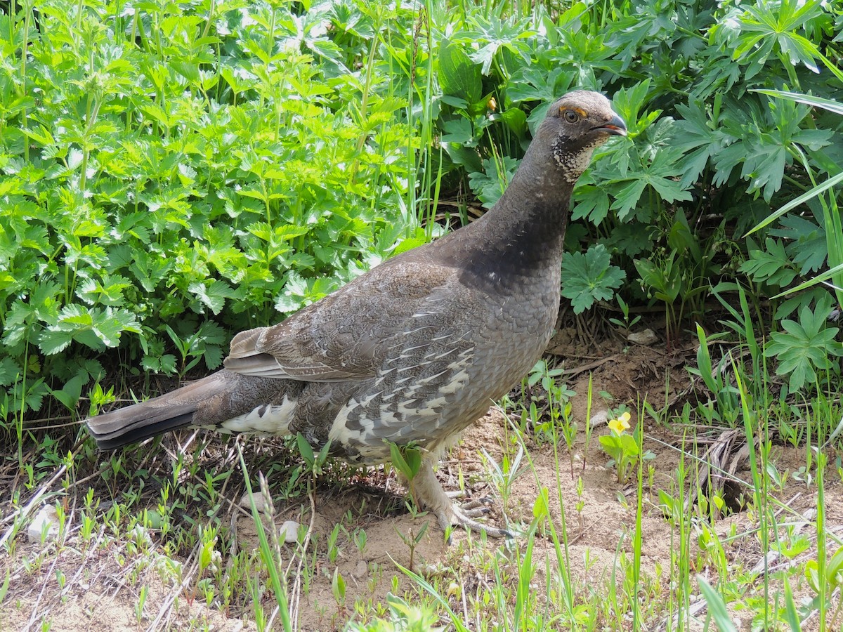 Dusky Grouse - ML638541934