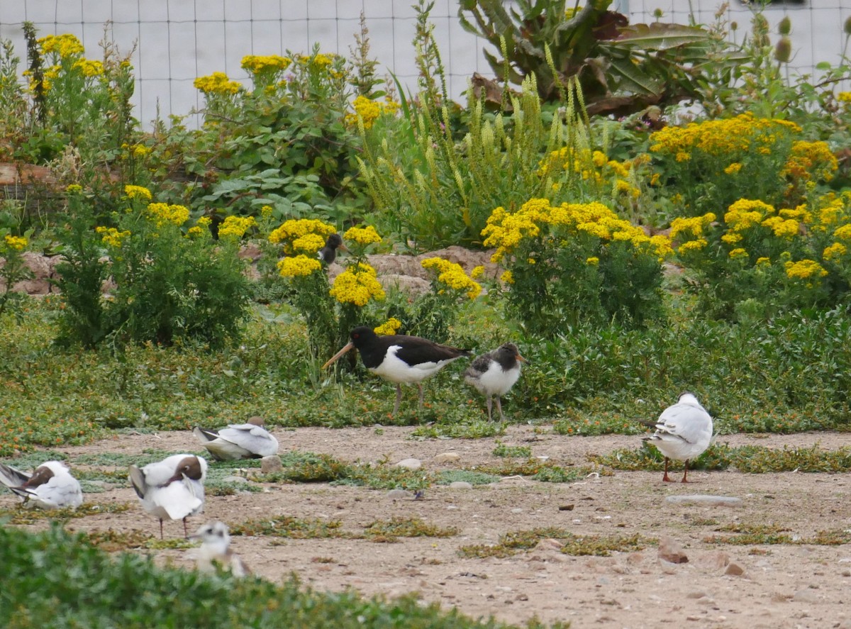 Eurasian Oystercatcher - ML638541939