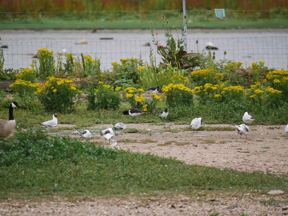 Eurasian Oystercatcher - ML638541940