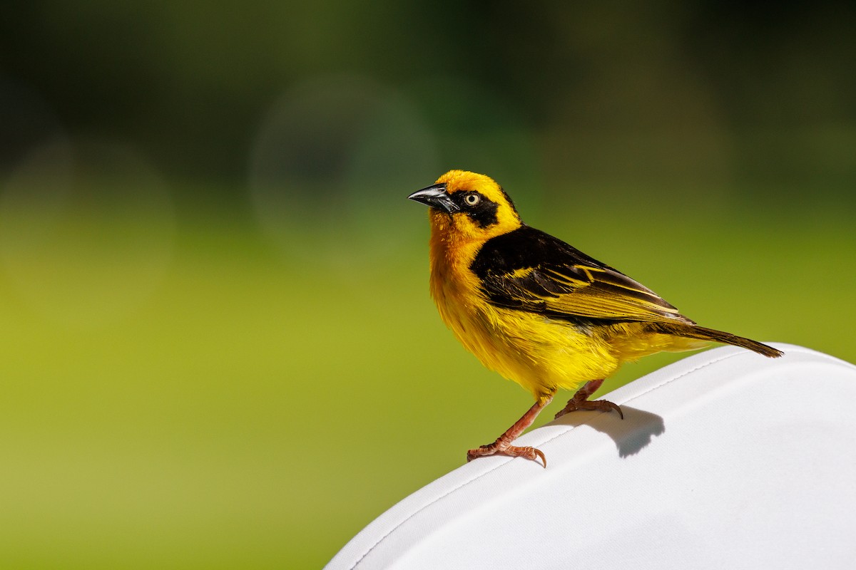 Baglafecht Weaver - ML638541944