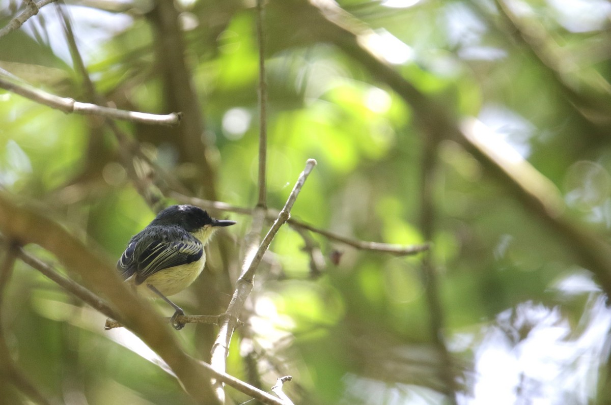 Common Tody-Flycatcher - ML638541947