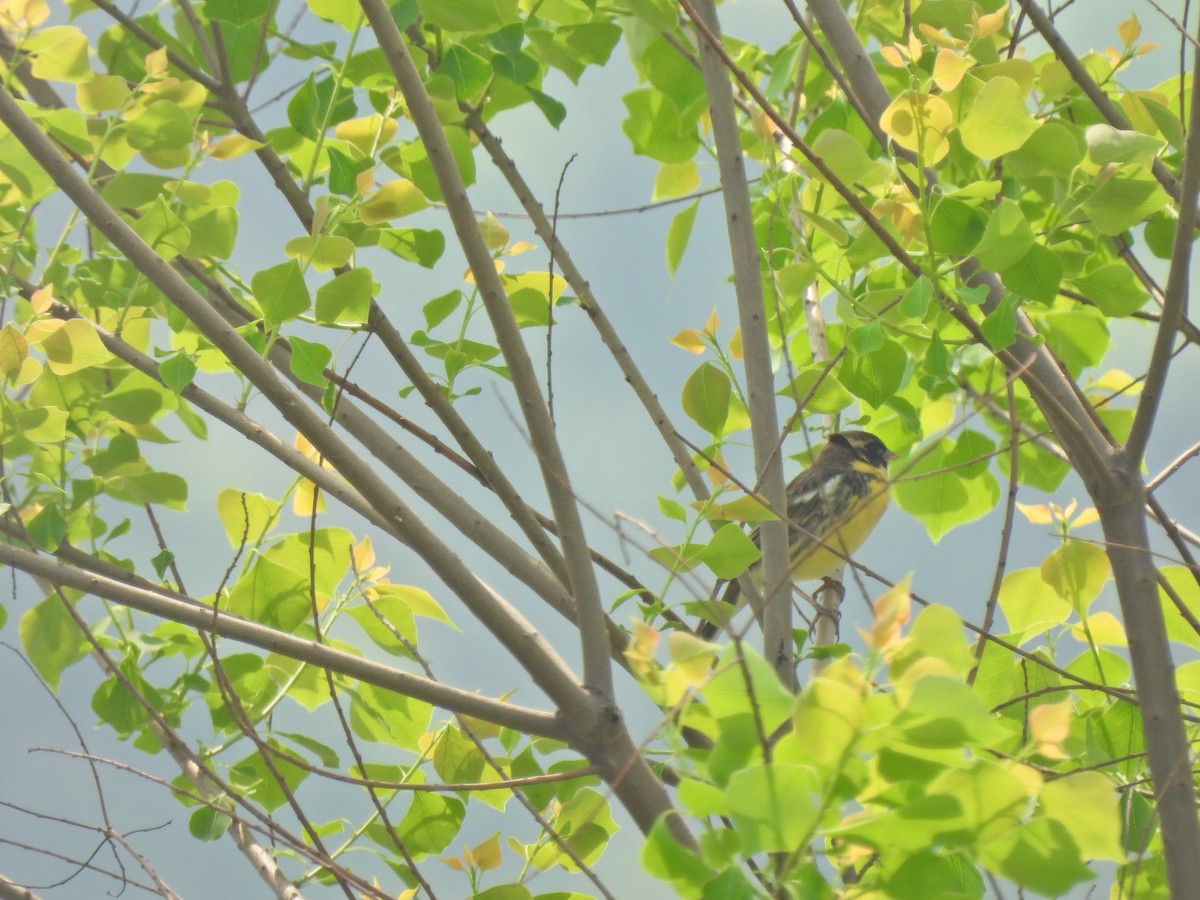 Yellow-breasted Bunting - ML638541989