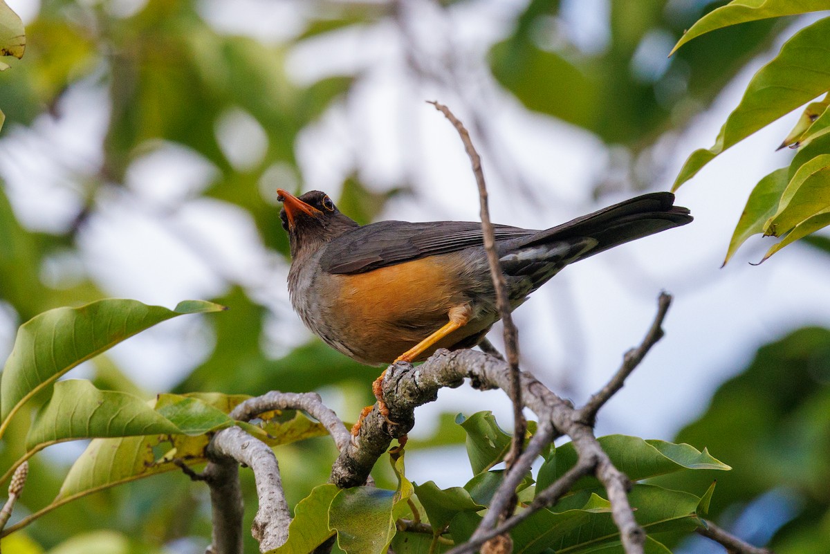 Abyssinian Thrush - ML638542015