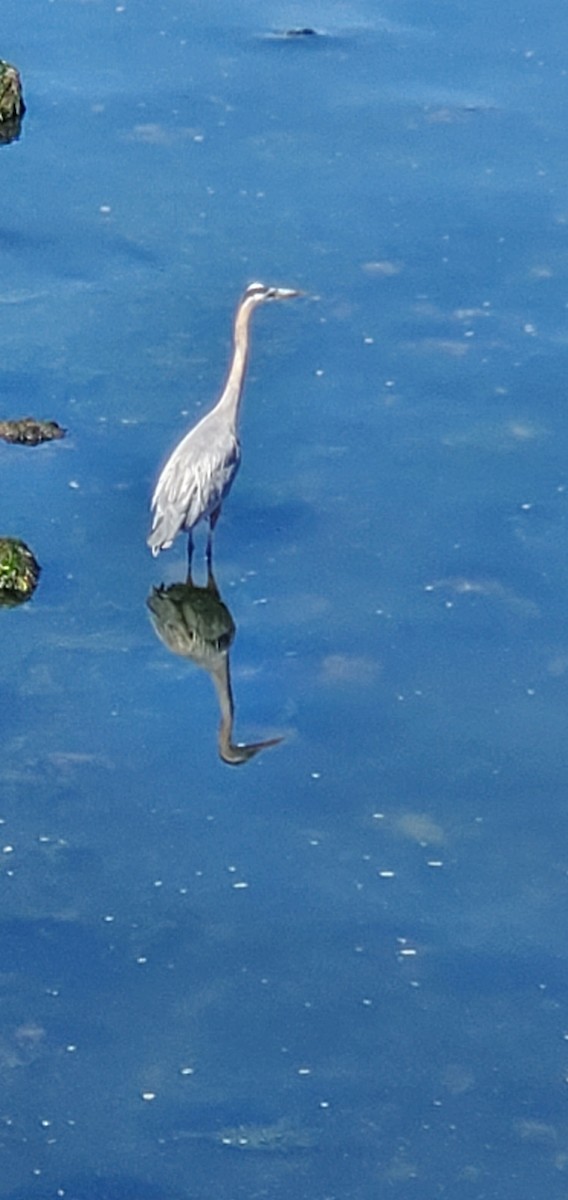 Great Blue Heron - ML638542018