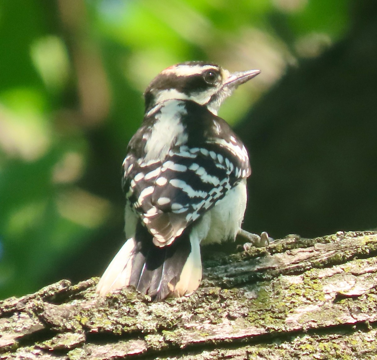 Downy Woodpecker - ML638542020