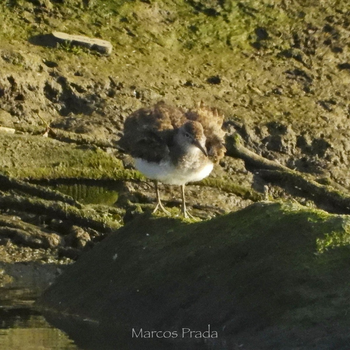 Common Sandpiper - ML638542021