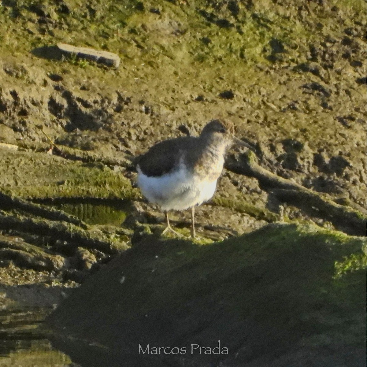 Common Sandpiper - ML638542022