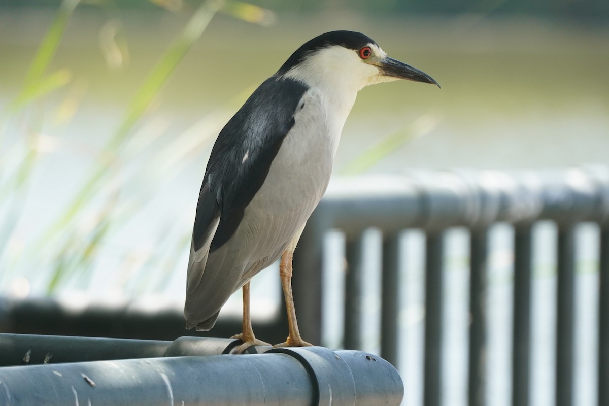 Black-crowned Night Heron - ML638542024