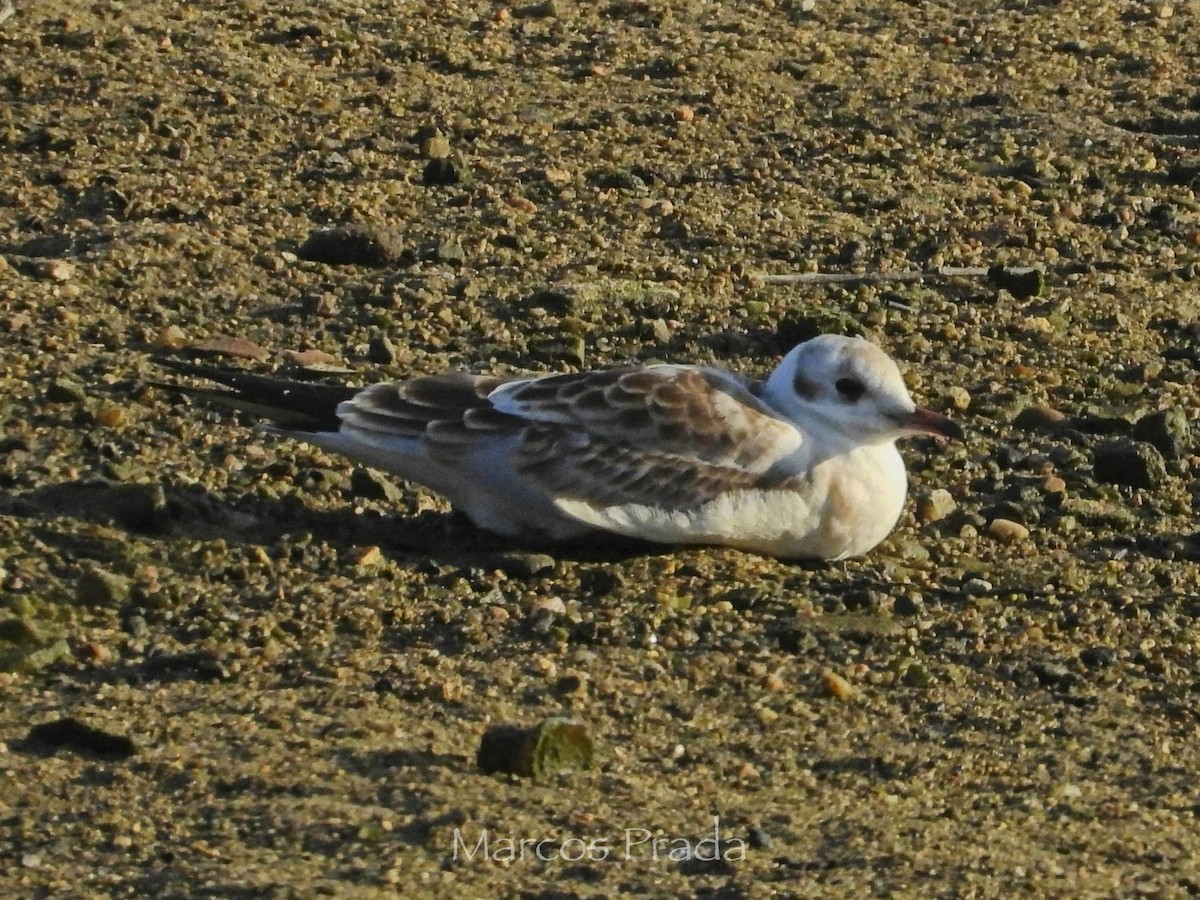 Black-headed Gull - ML638542026