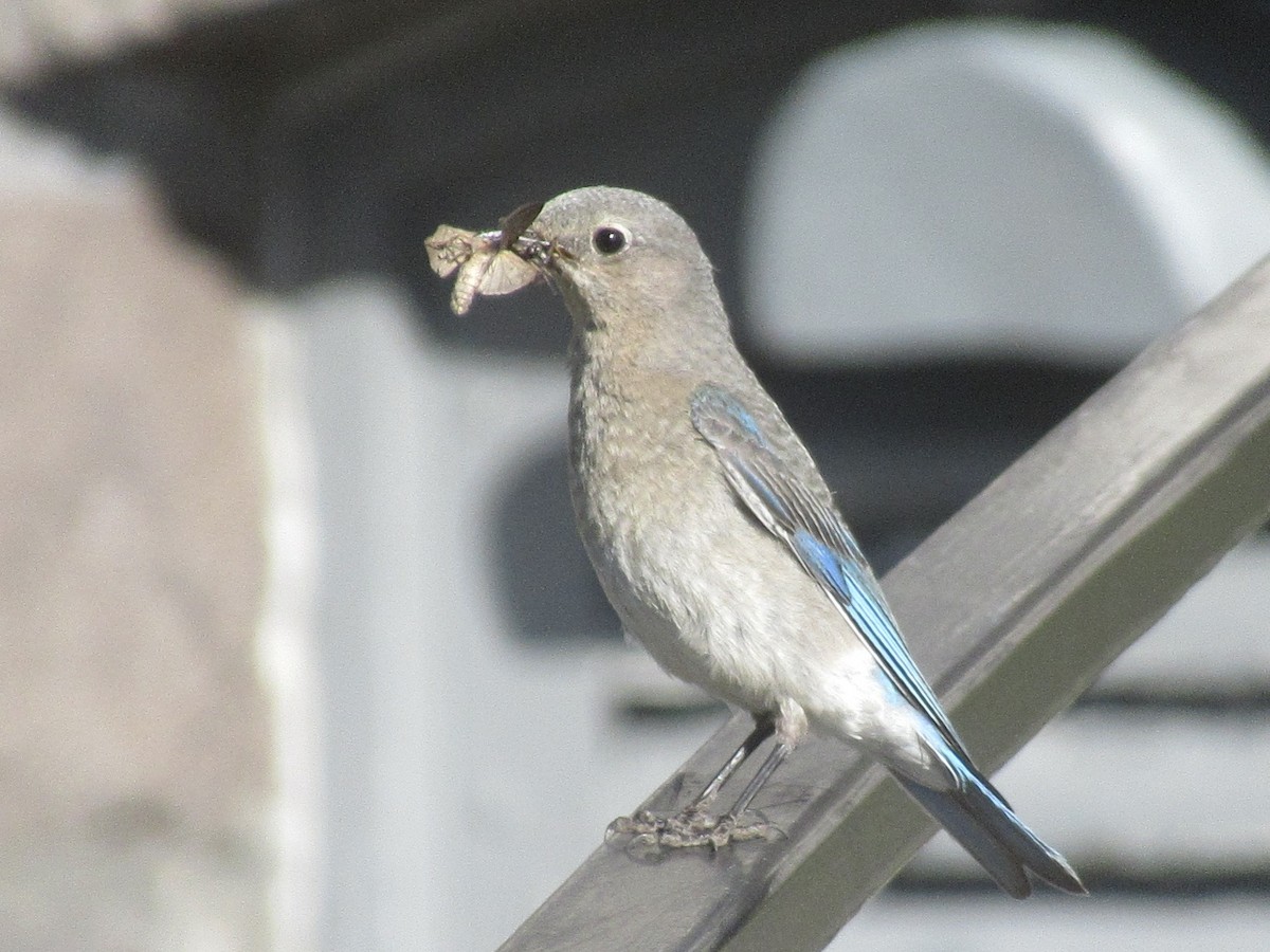 Mountain Bluebird - ML638542032