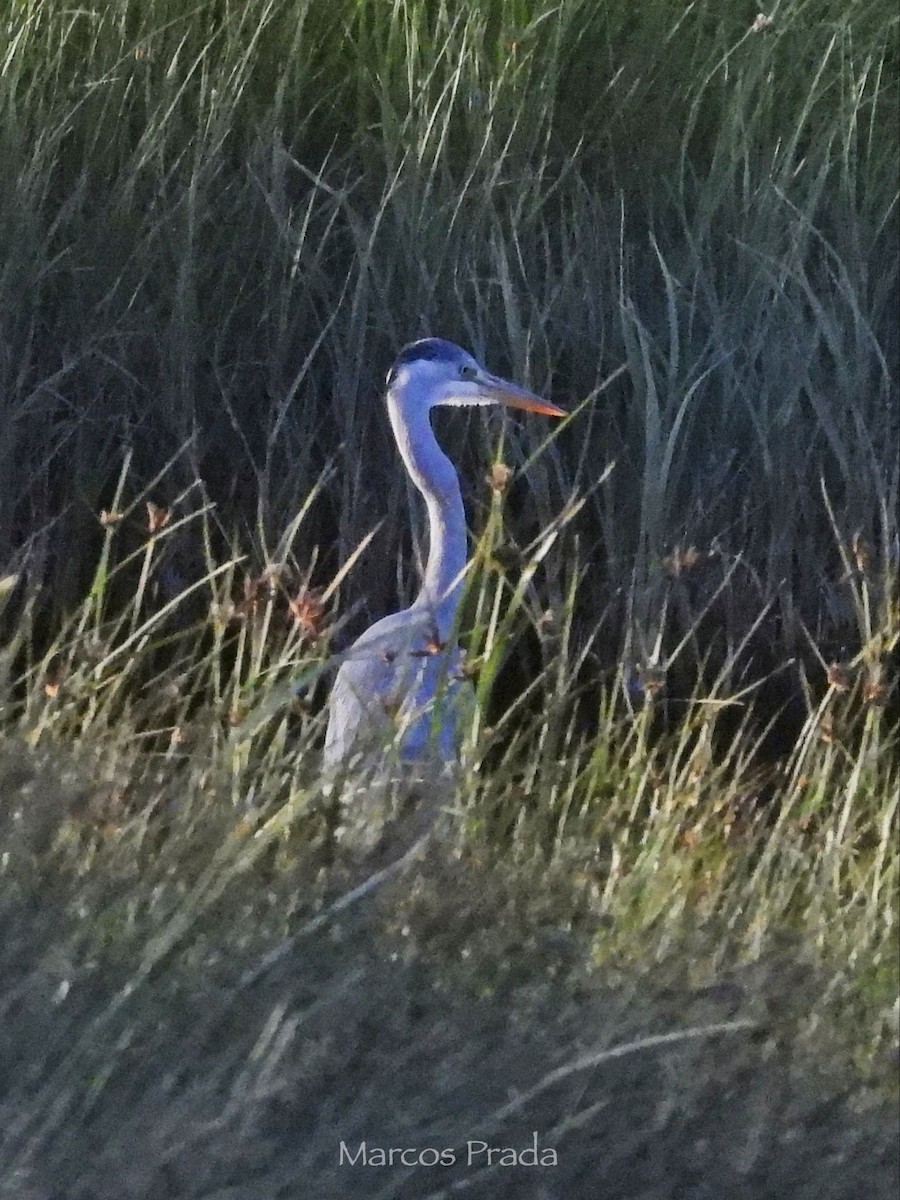 Gray Heron - ML638542033