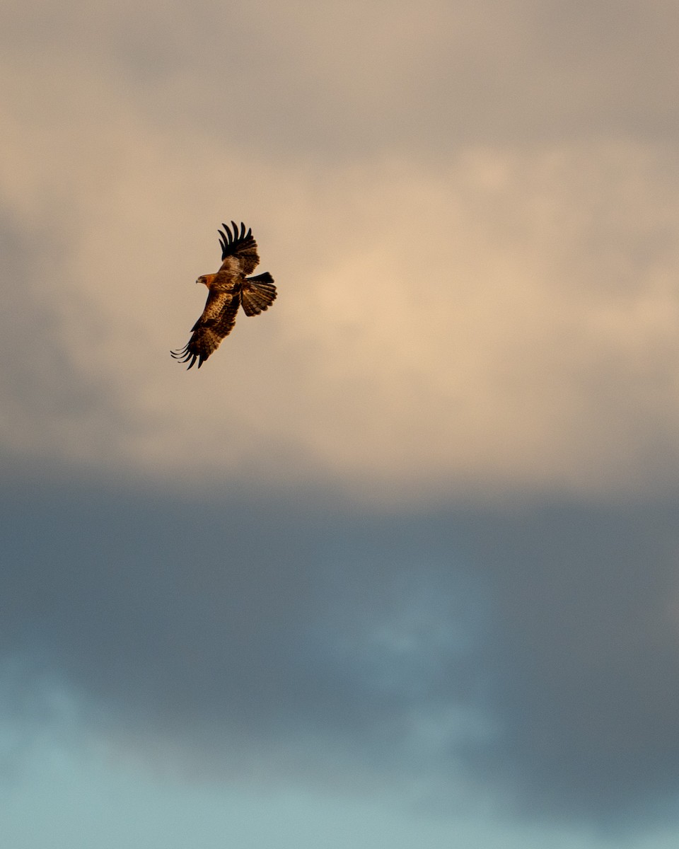 Little Eagle - ML638542034
