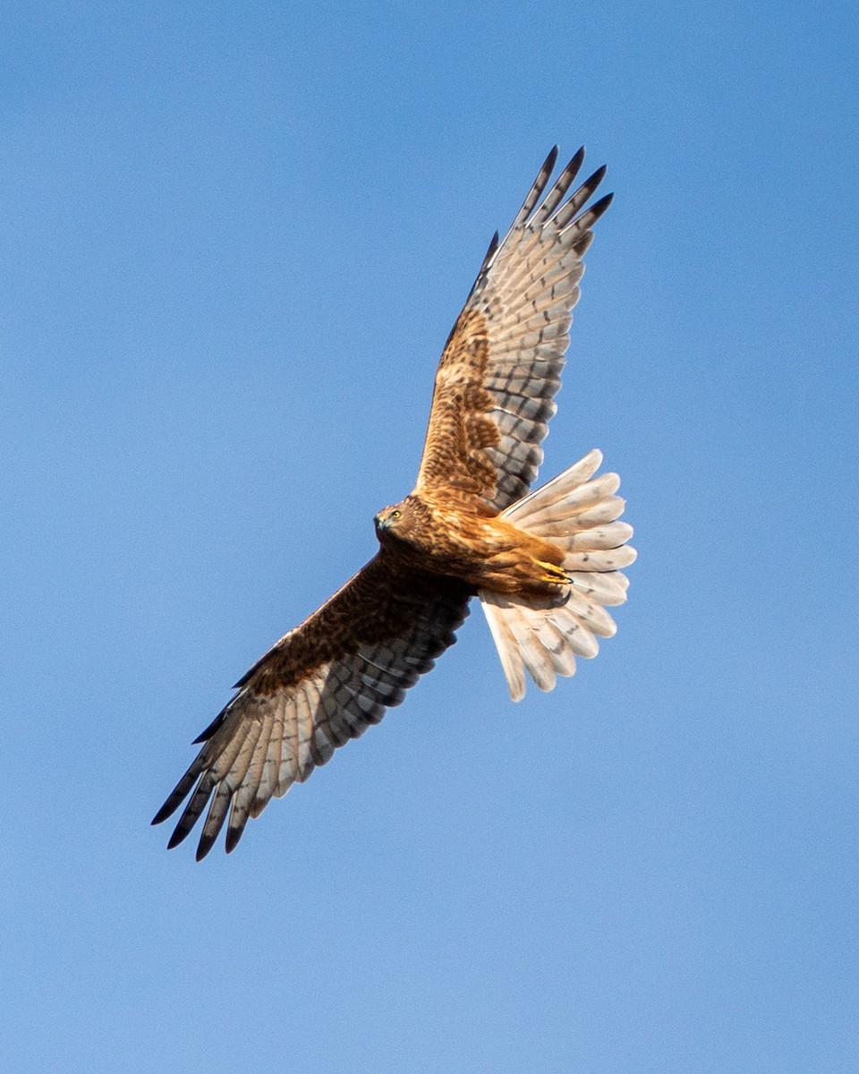 Swamp Harrier - ML638542040