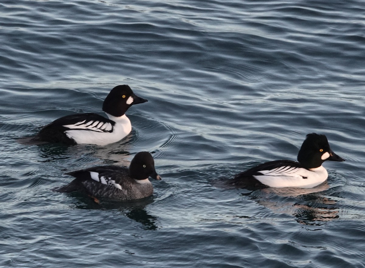 Common x Barrow's Goldeneye (hybrid) - ML638542042