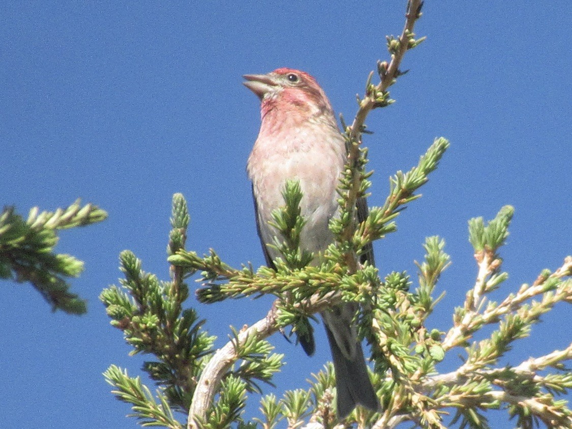 Cassin's Finch - ML638542043