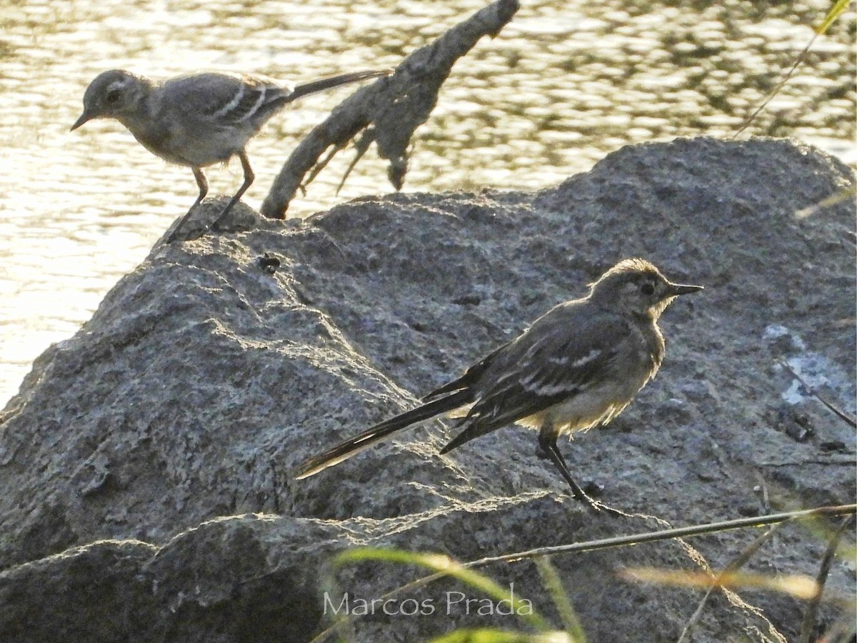 White Wagtail (White-faced) - ML638542044