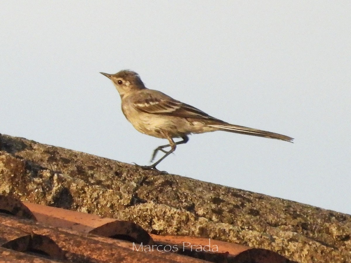 White Wagtail (White-faced) - ML638542045