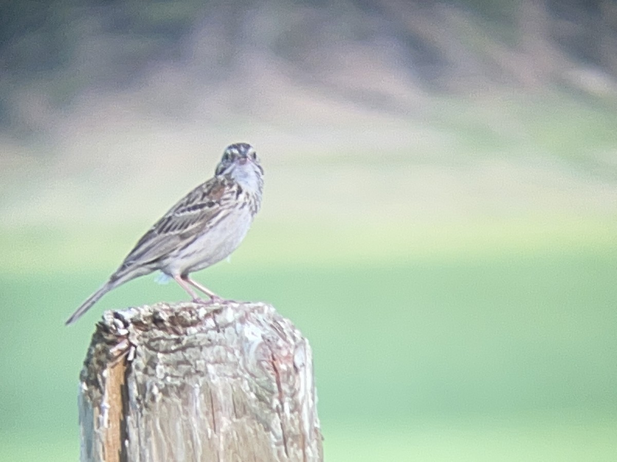 Vesper Sparrow - ML638542046