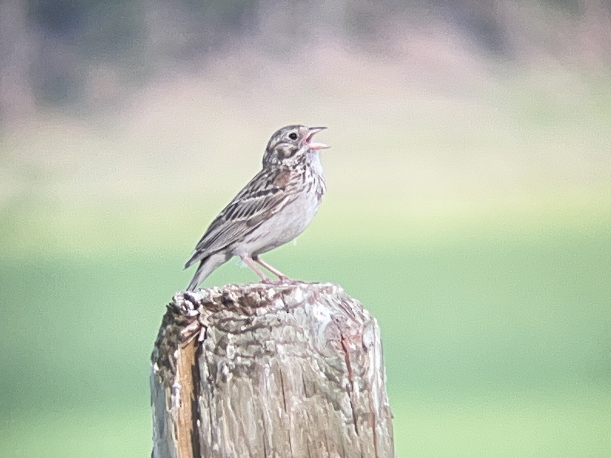 Vesper Sparrow - ML638542047