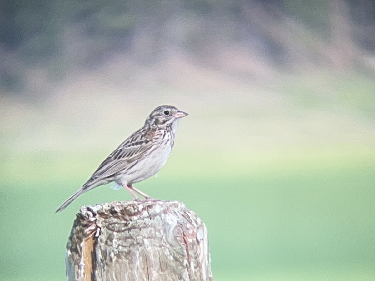 Vesper Sparrow - ML638542048