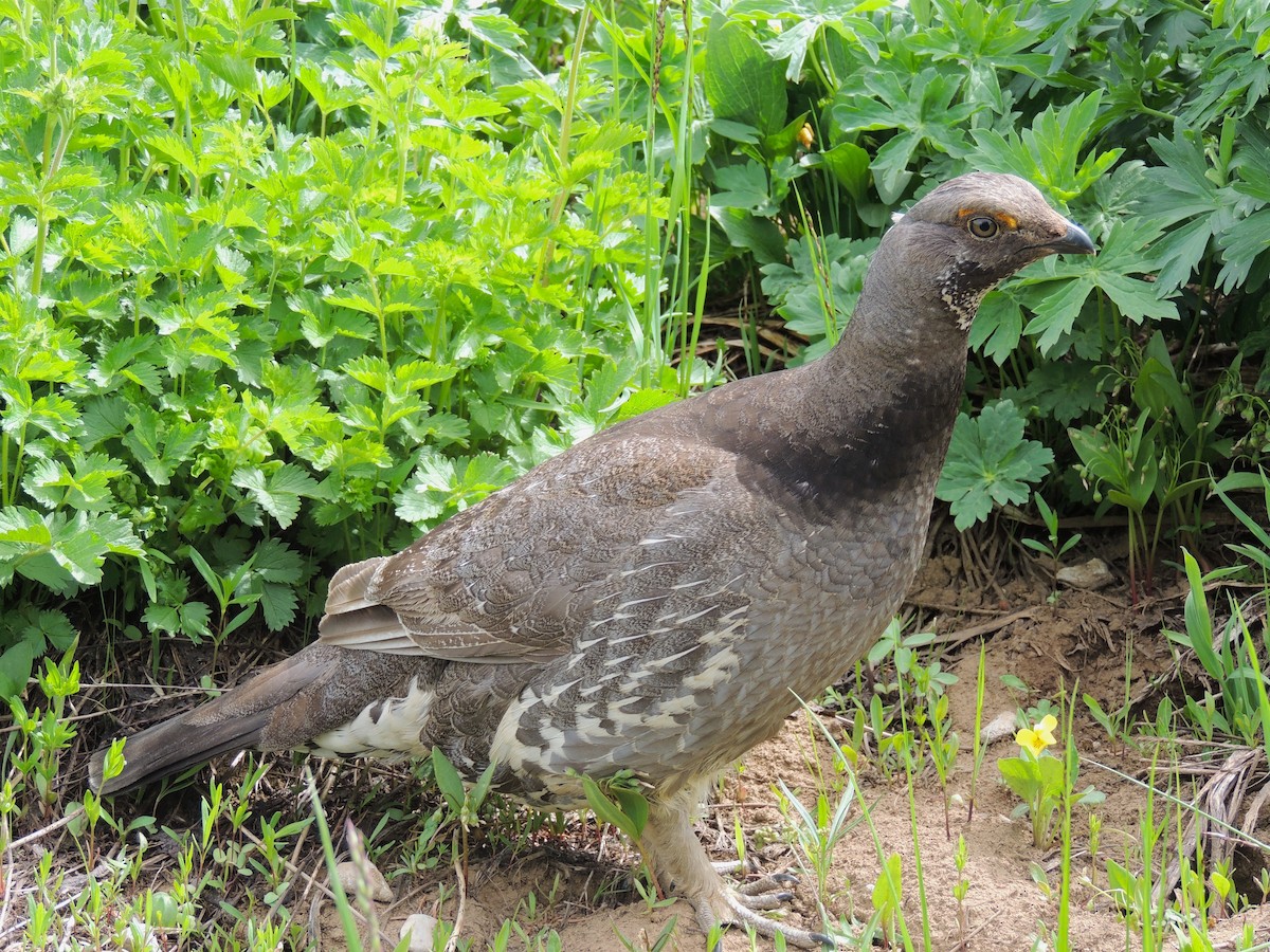 Dusky Grouse - ML638542054